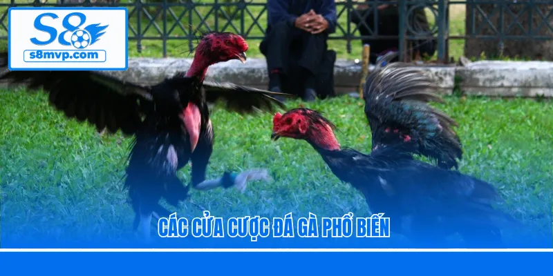 Các cửa cược đá gà phổ biến