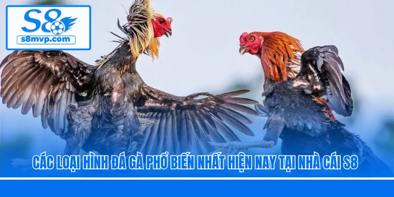 Các Loại Hình Đá Gà Phổ Biến Nhất Hiện Nay Tại Nhà Cái S8