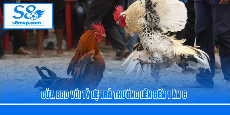 Cửa BDD với tỷ lệ trả thưởng lên đến 1 ăn 8