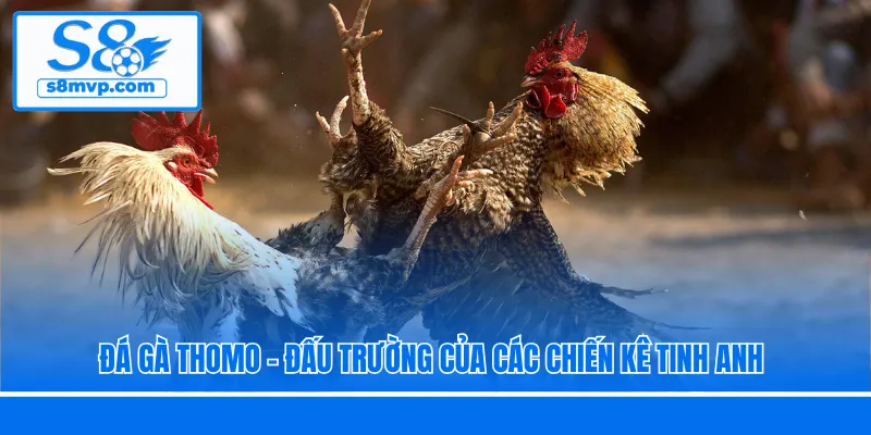Đá Gà Thomo - Đấu Trường Của Các Chiến Kê Tinh Anh