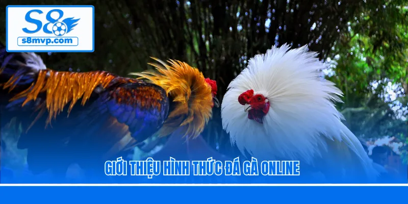 Giới thiệu hình thức đá gà online
