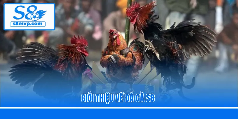 Giới thiệu về đá gà S8