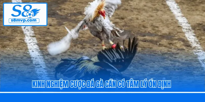 Kinh nghiệm cược đá gà cần có tâm lý ổn định