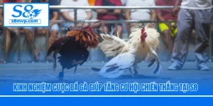 Kinh Nghiệm Cược Đá Gà Giúp Tăng Cơ Hội Chiến Thắng Tại S8