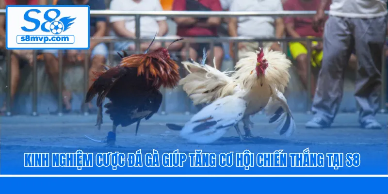 Kinh Nghiệm Cược Đá Gà Giúp Tăng Cơ Hội Chiến Thắng Tại S8