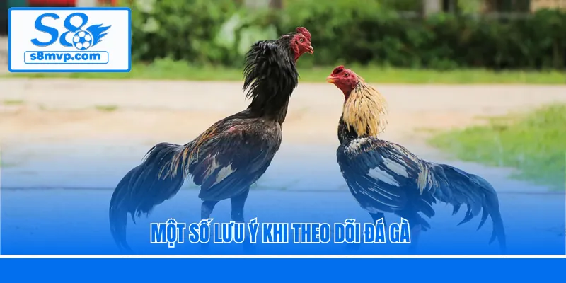 Một số lưu ý khi theo dõi đá gà