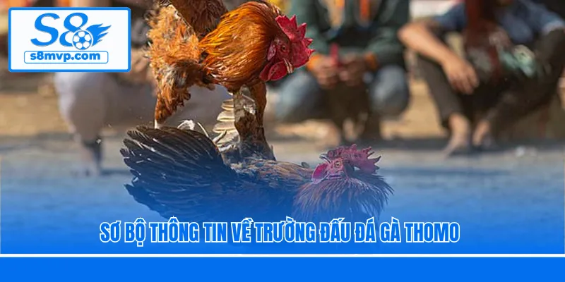 Sơ bộ thông tin về trường đấu đá gà Thomo