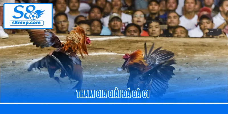Tham gia giải đá gà C1