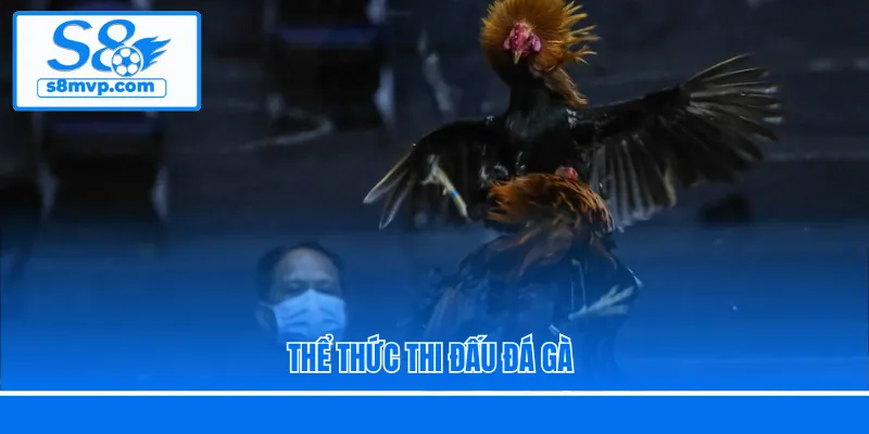 Thể thức thi đấu đá gà